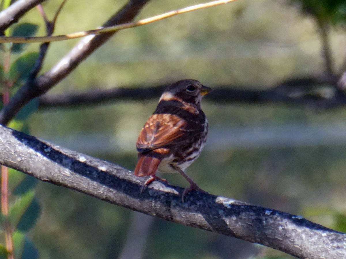 Fox Sparrow - ML495980531