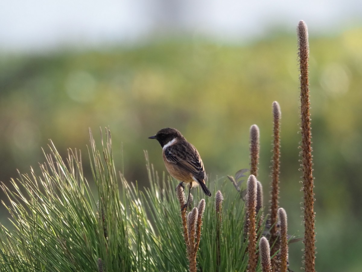 European Stonechat - ML495981001