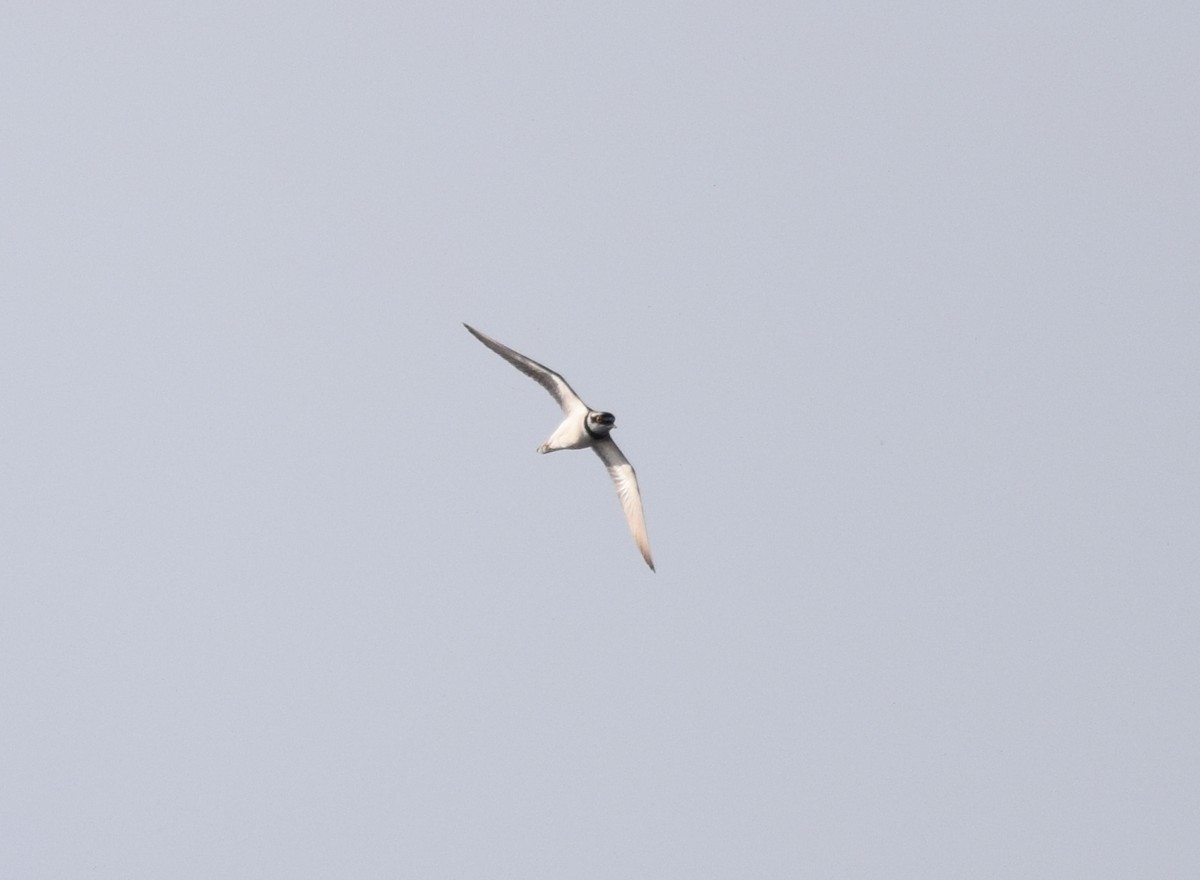 Little Ringed Plover - ML495981761