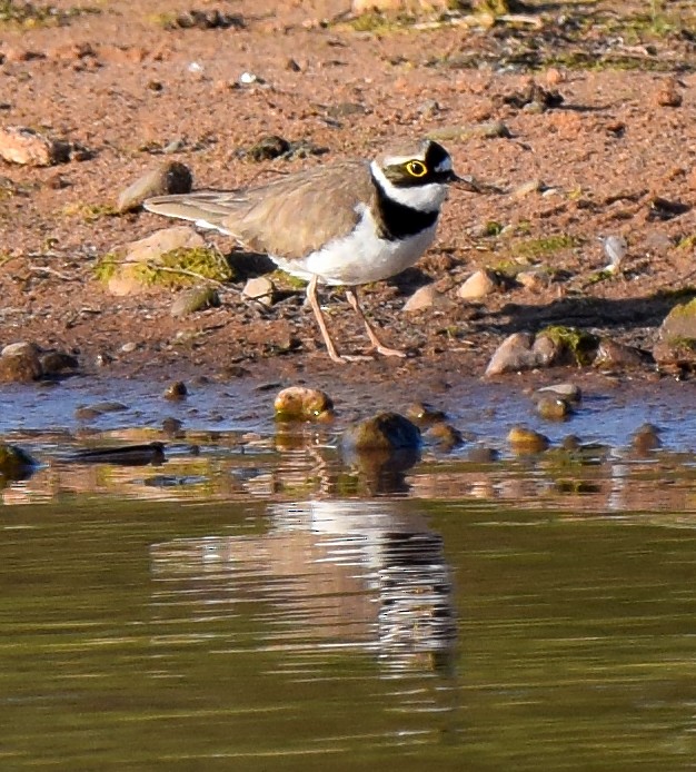Little Ringed Plover - A Emmerson