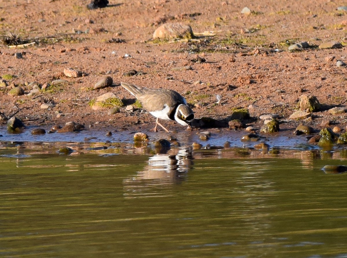 Little Ringed Plover - ML495981791