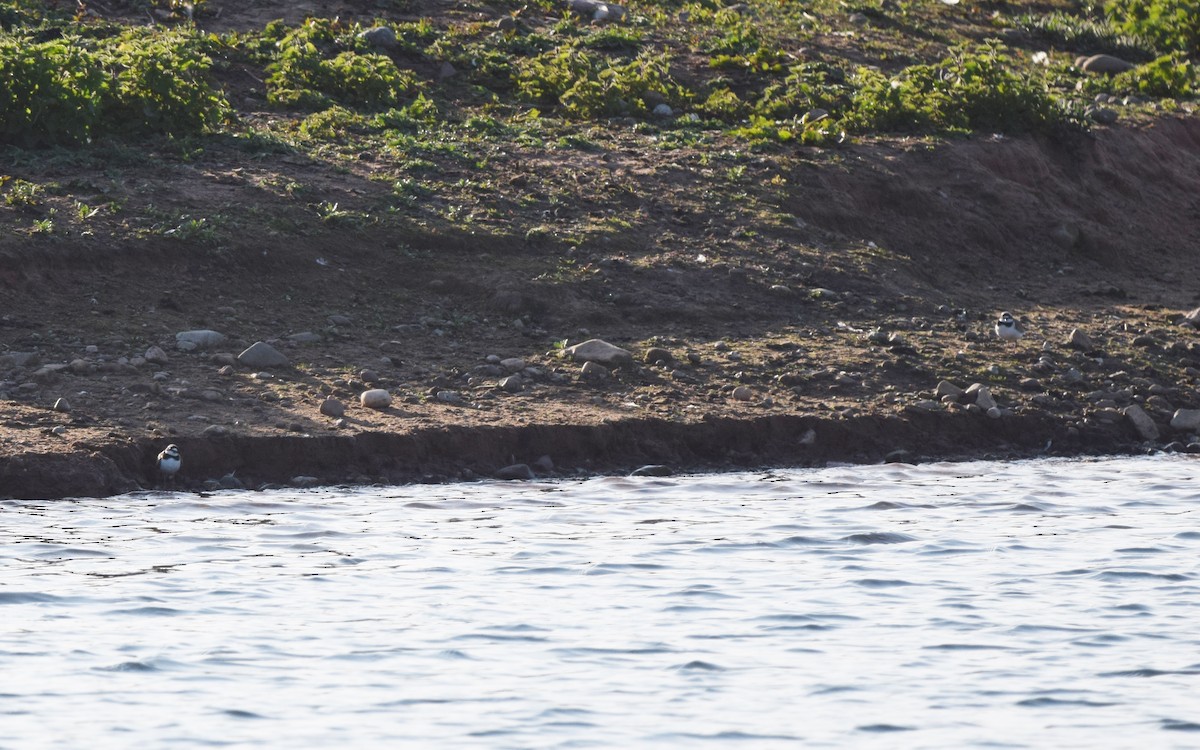 Little Ringed Plover - ML495981811