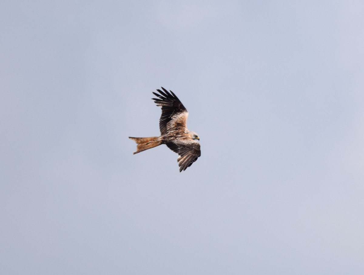 Red Kite (Red) - A Emmerson