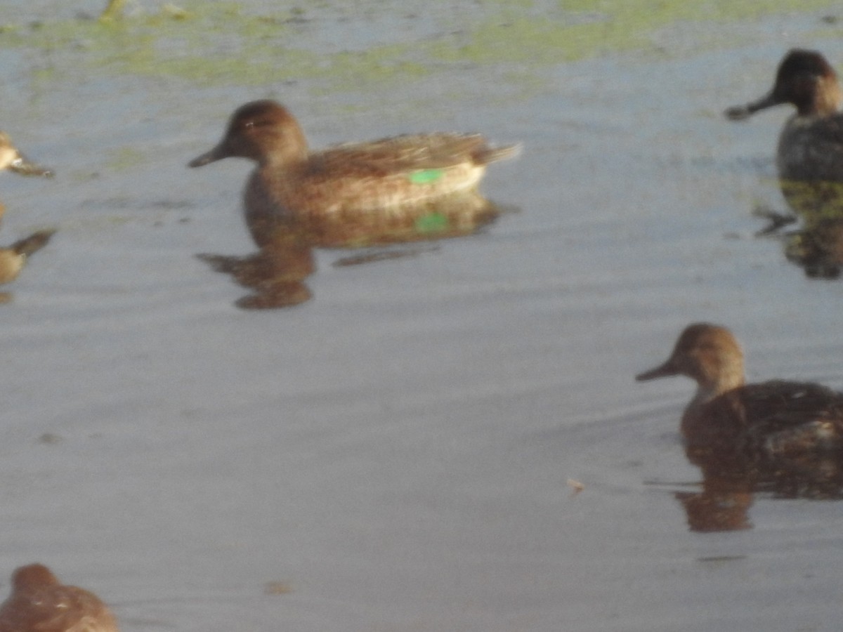 Green-winged Teal - ML495984991