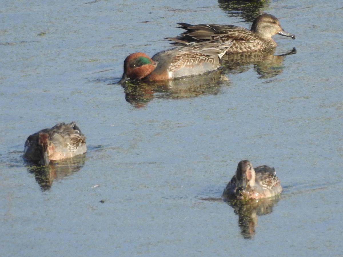 Green-winged Teal - ML495985691