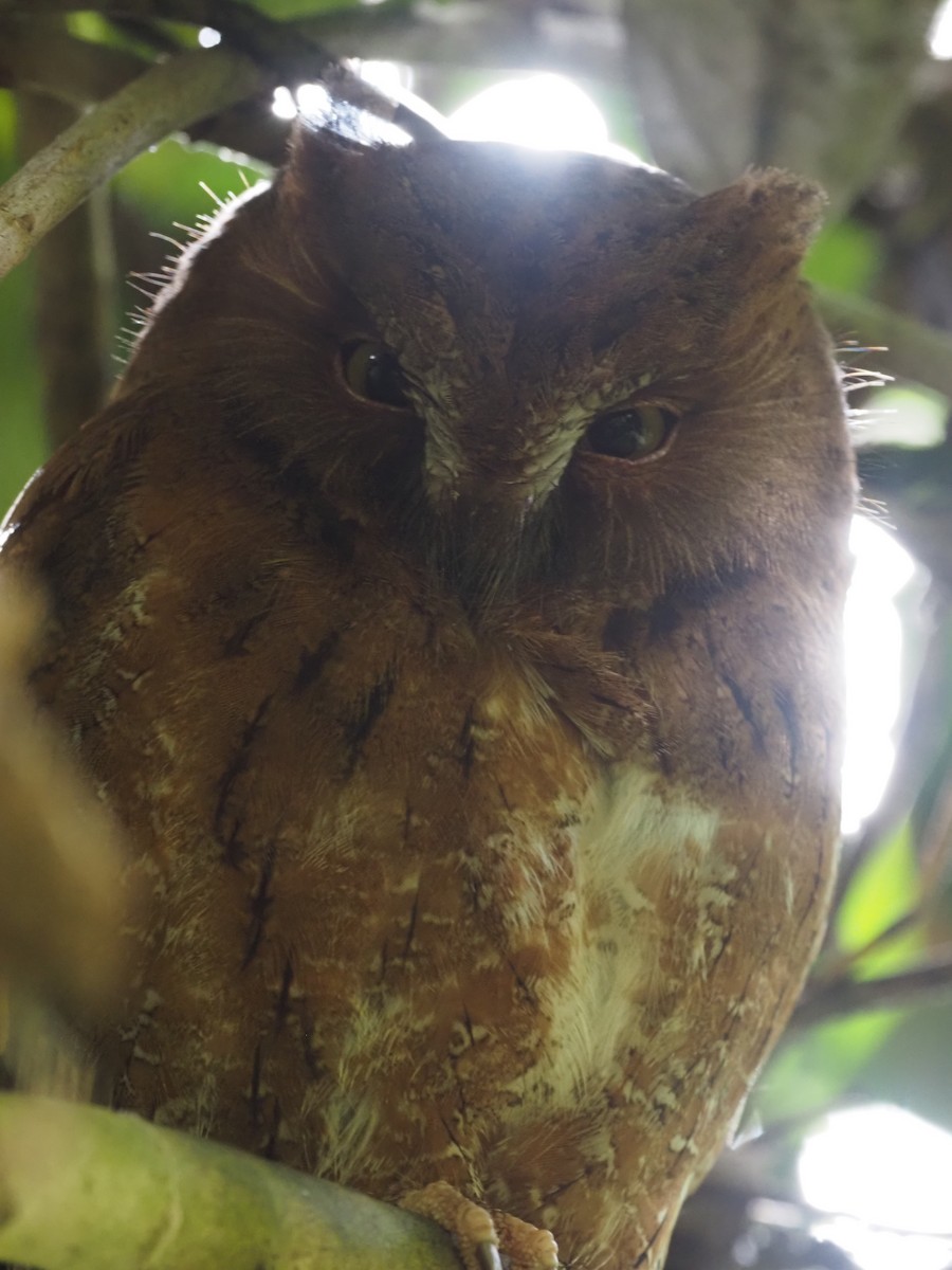 Madagascar Scops-Owl (Rainforest) - ML495988651