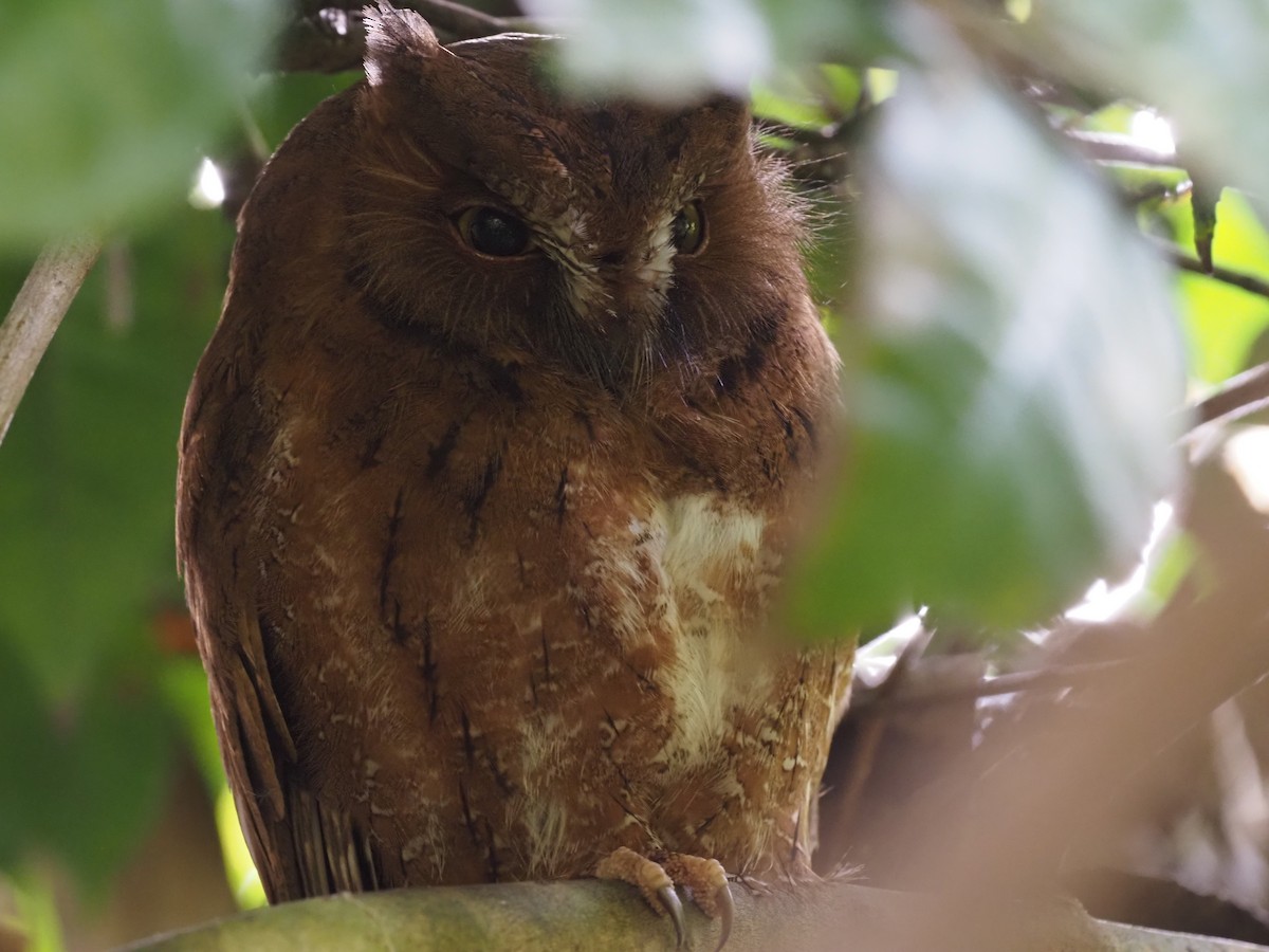Madagascar Scops-Owl (Rainforest) - ML495988771