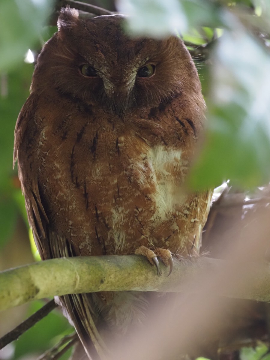 Madagascar Scops-Owl (Rainforest) - ML495988941