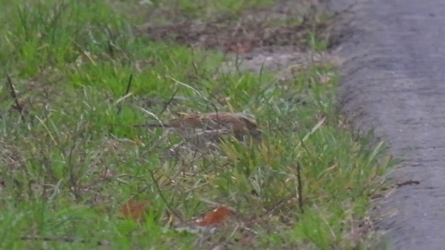 Yellow-browed Bunting - ML495988971