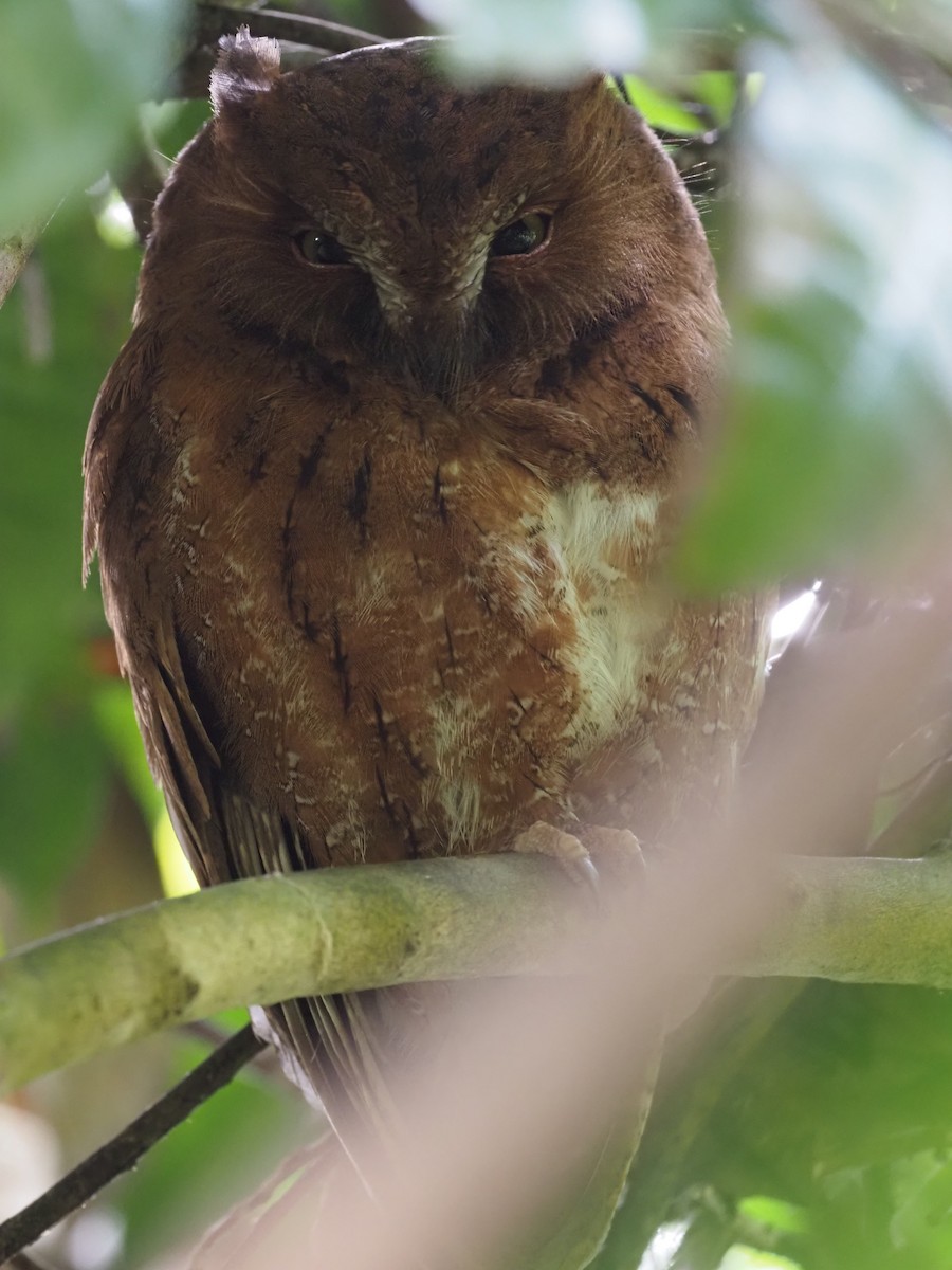 Madagascar Scops-Owl (Rainforest) - ML495989181