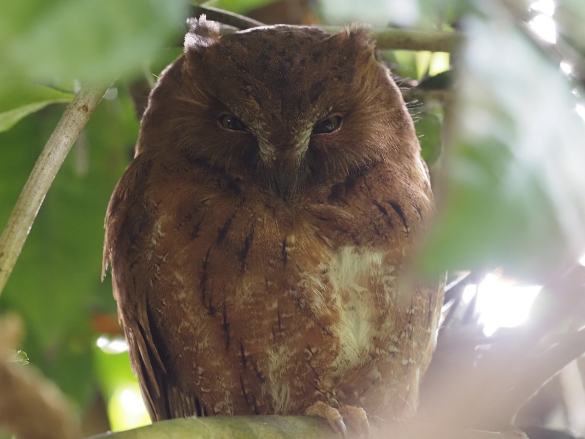 Madagascar Scops-Owl (Rainforest) - ML495989501