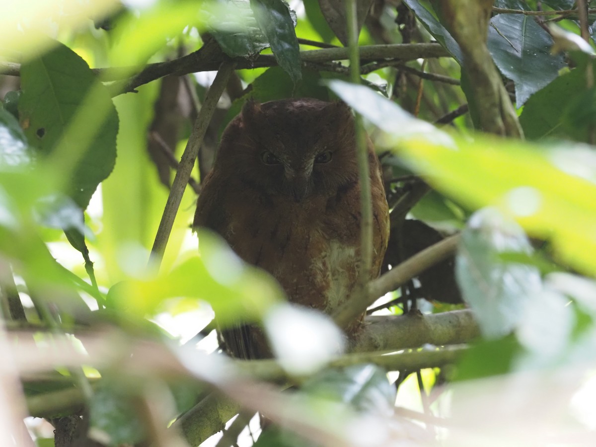 Madagascar Scops-Owl (Rainforest) - ML495989931