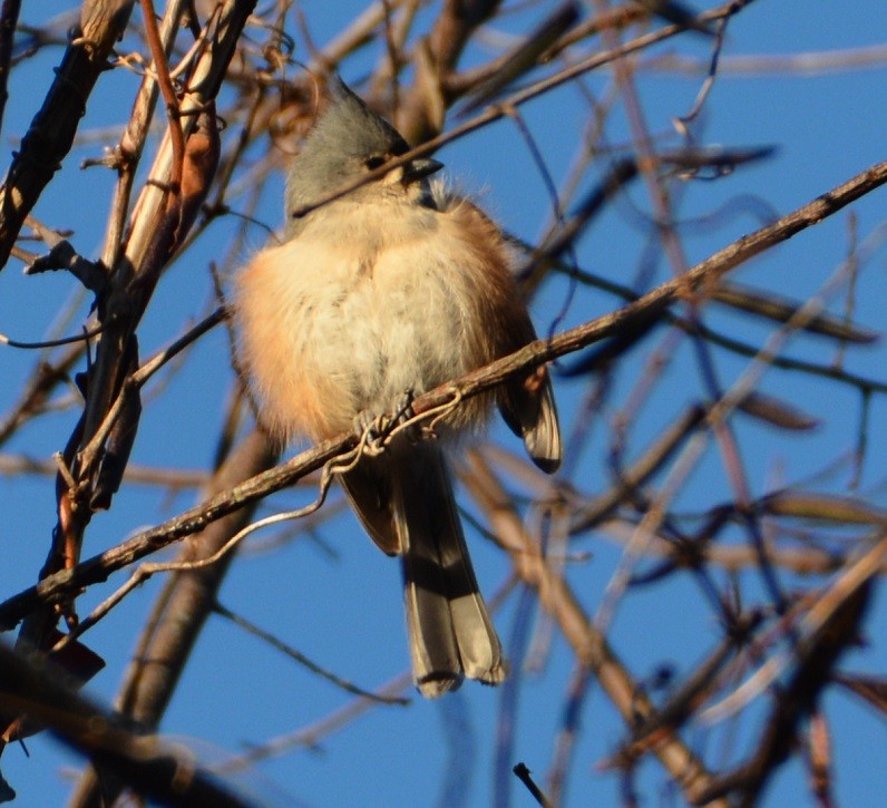 Tufted Titmouse - ML49599001