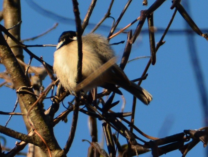 Carolina Chickadee - ML49599061