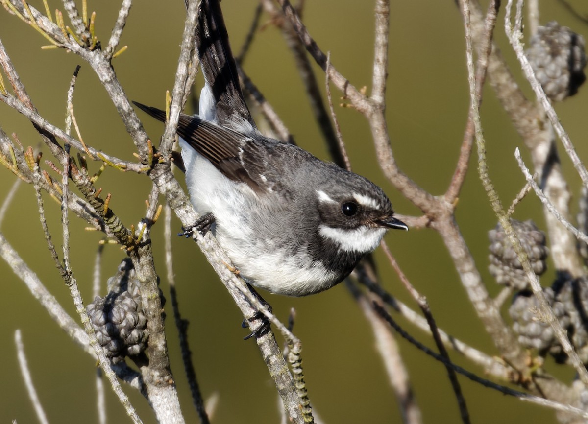 Gray Fantail - ML495990661