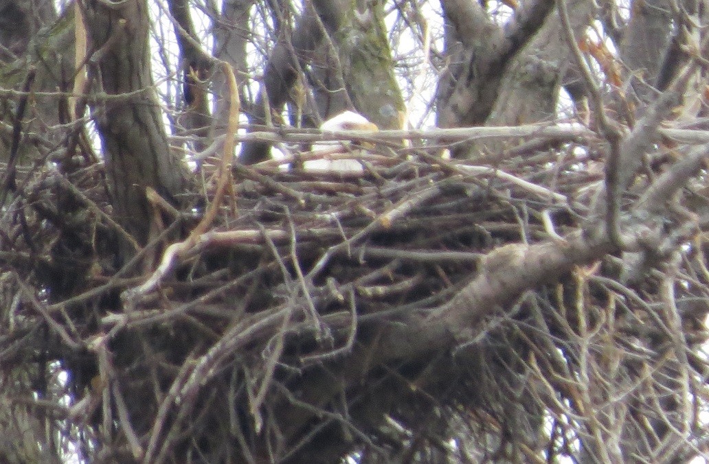 Bald Eagle - ML49599161