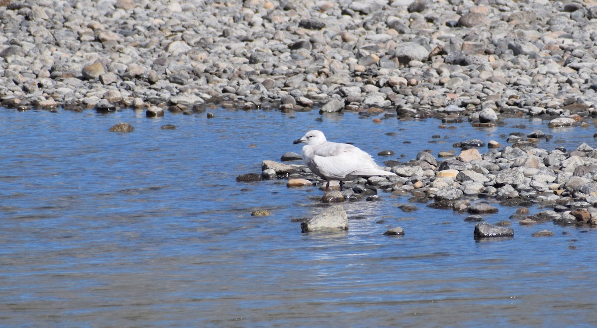 Gaviota de Bering - ML495992421