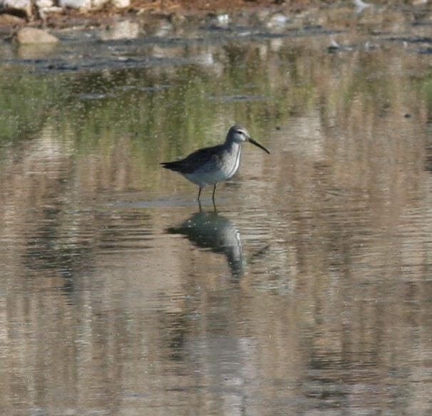 Stilt Sandpiper - ML495993711