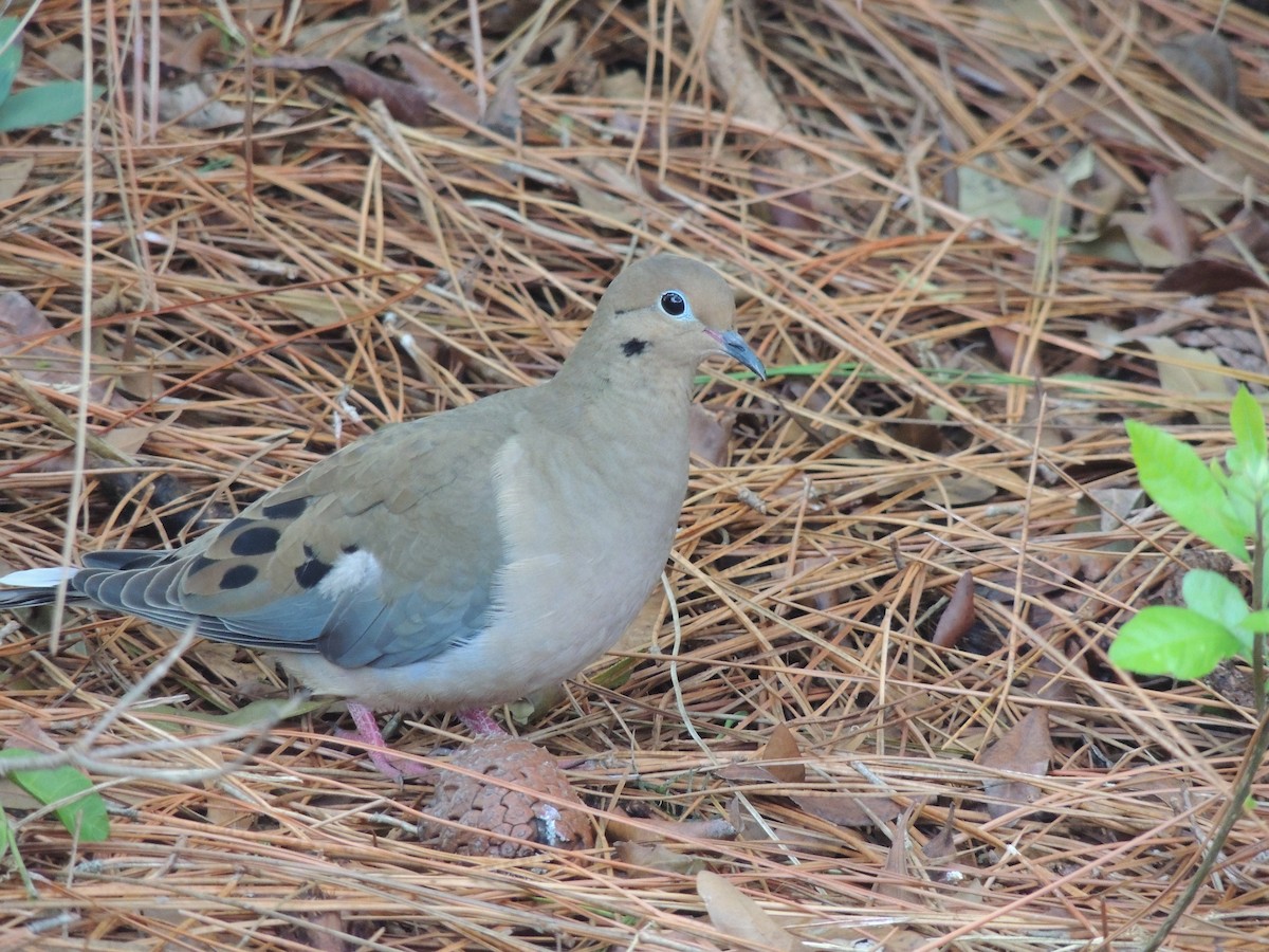 Mourning Dove - ML49599491