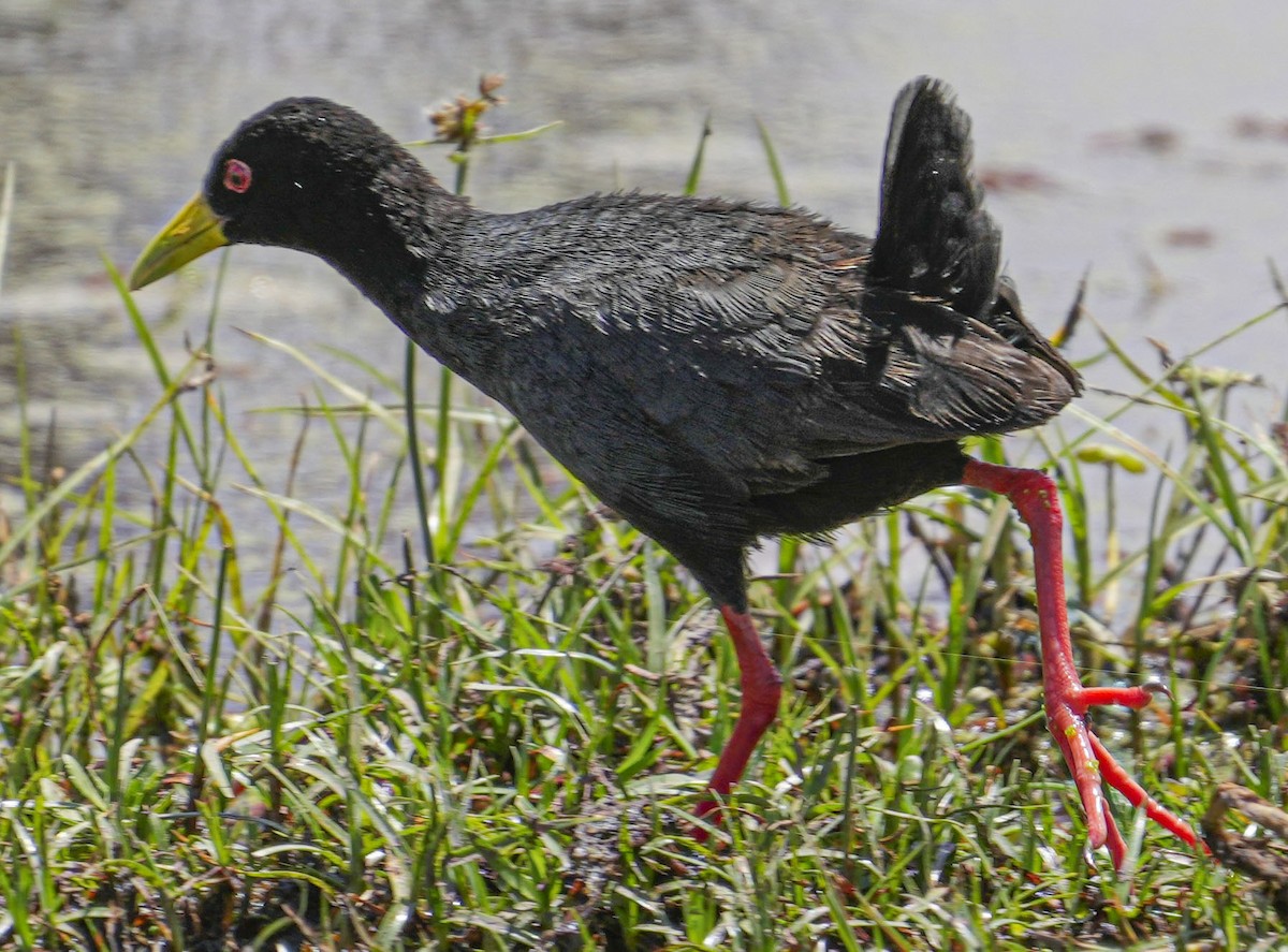 Black Crake - ML495997021