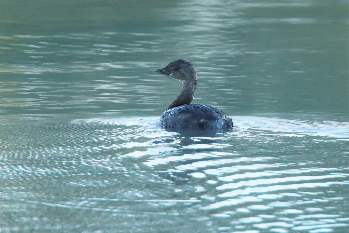 Pied-billed Grebe - ML495997621