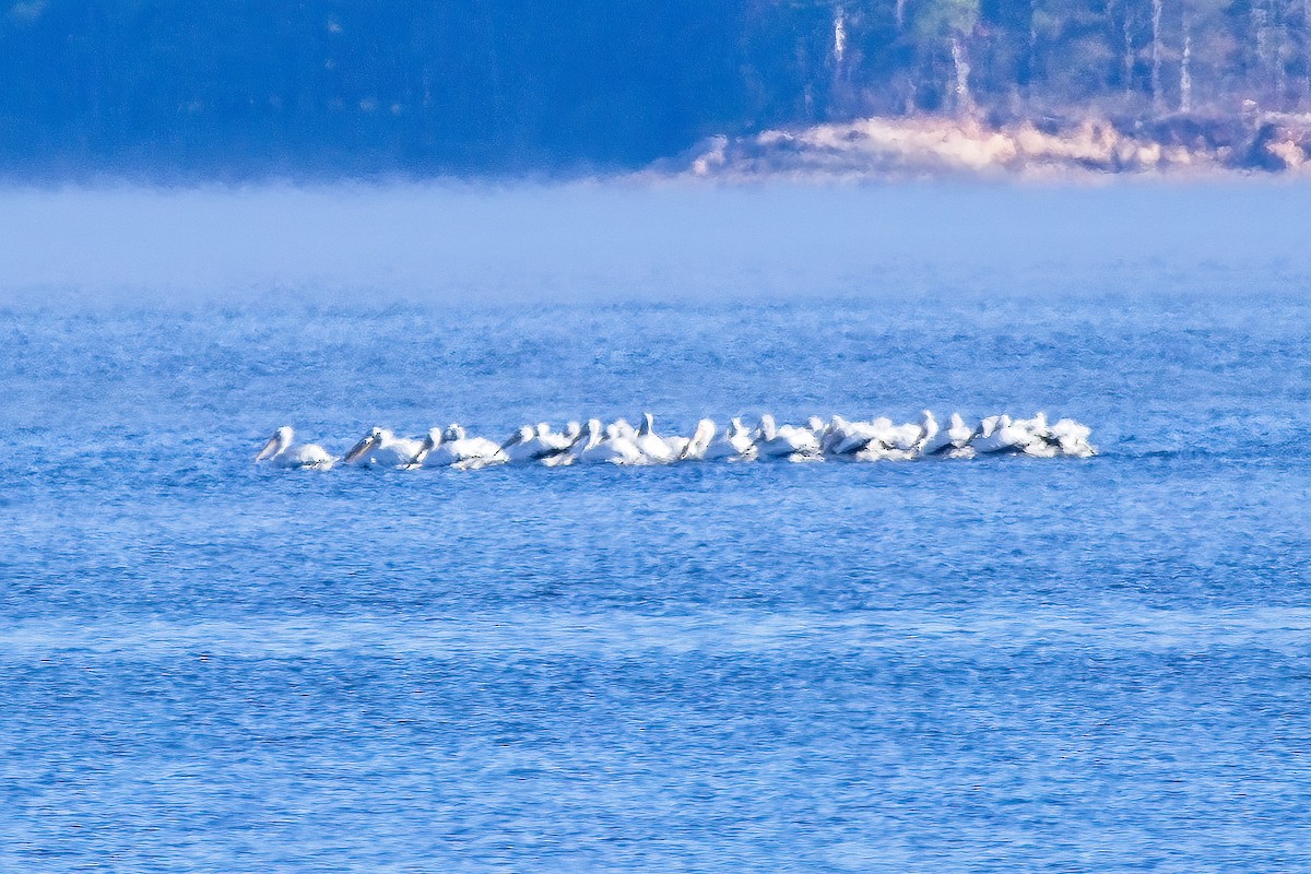 American White Pelican - ML495997731