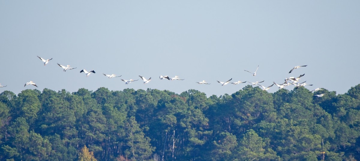 American White Pelican - ML495997741