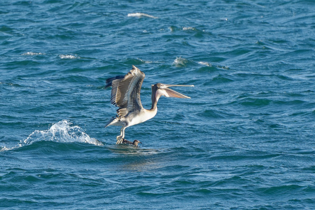 pelikán hnědý - ML495998871