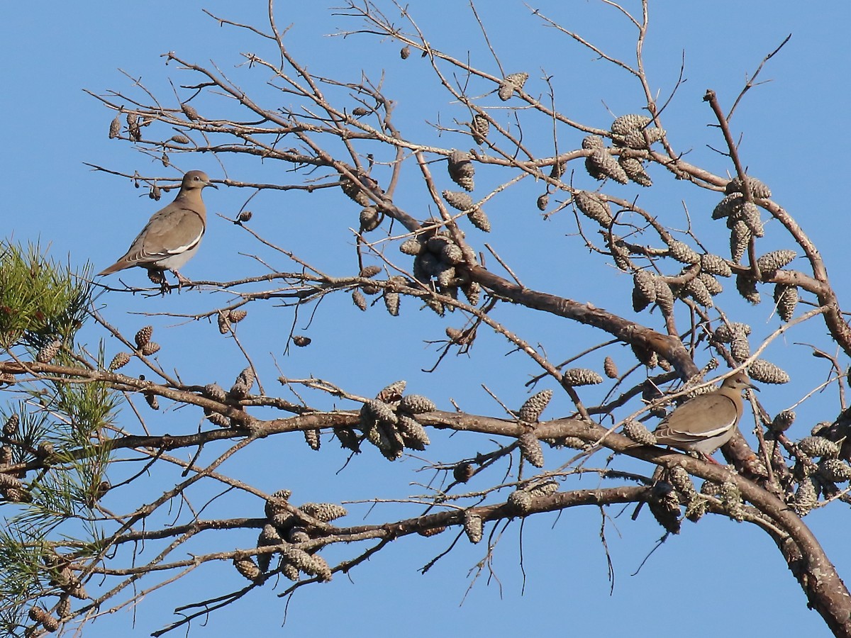 White-winged Dove - ML495998891