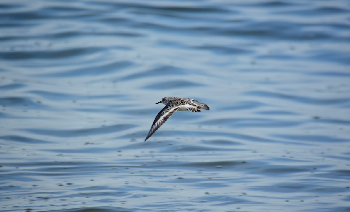 Bécasseau sanderling - ML495999331