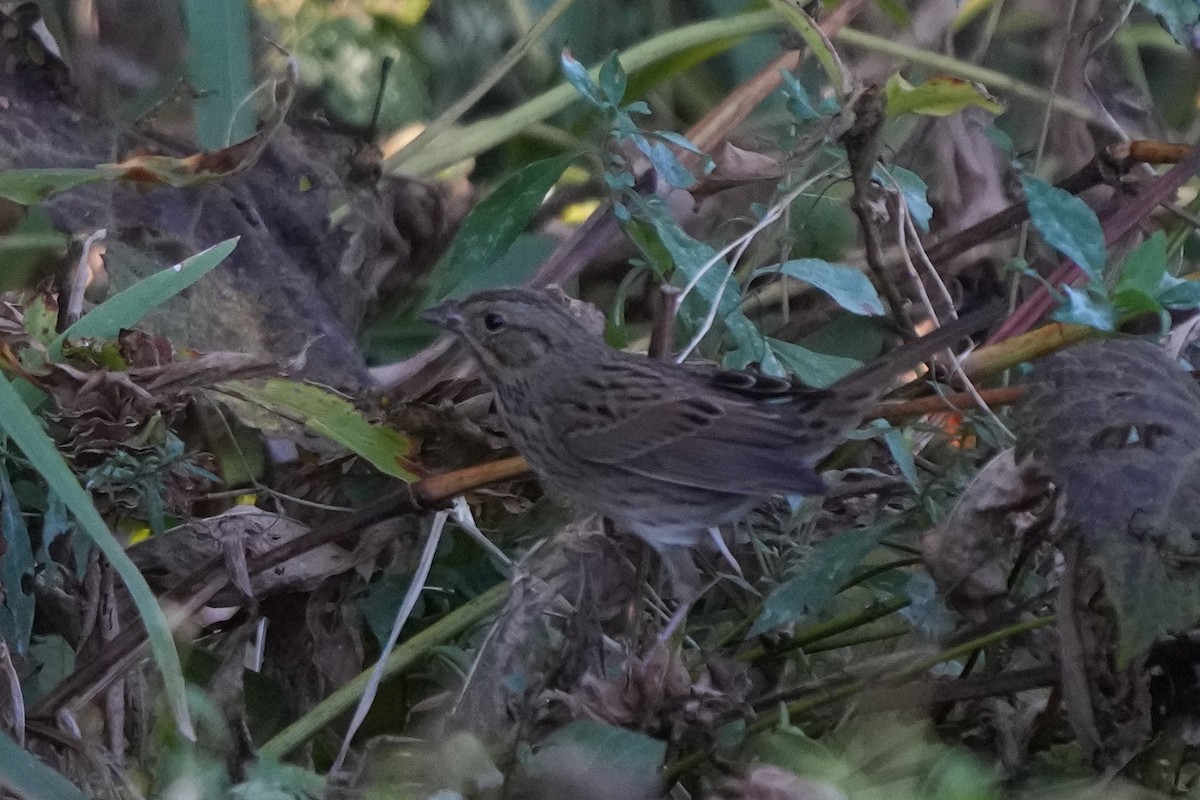 Lincoln's Sparrow - ML496000061