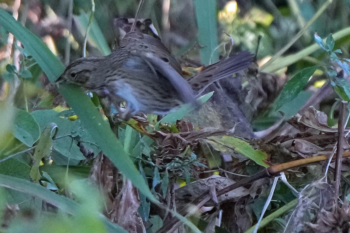 Lincoln's Sparrow - ML496000081