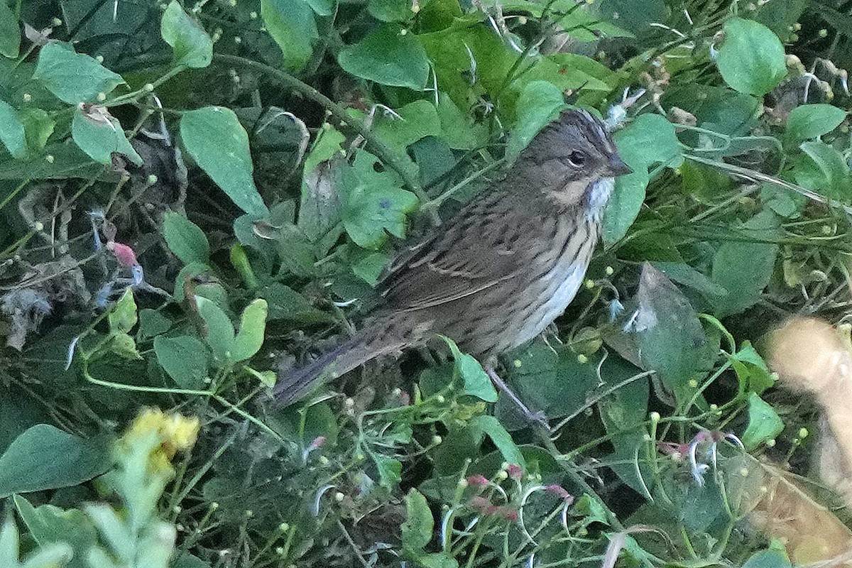 Lincoln's Sparrow - ML496000121