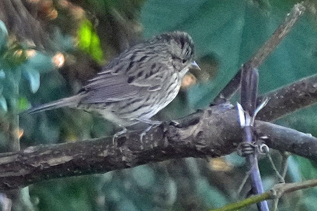 Lincoln's Sparrow - ML496000131