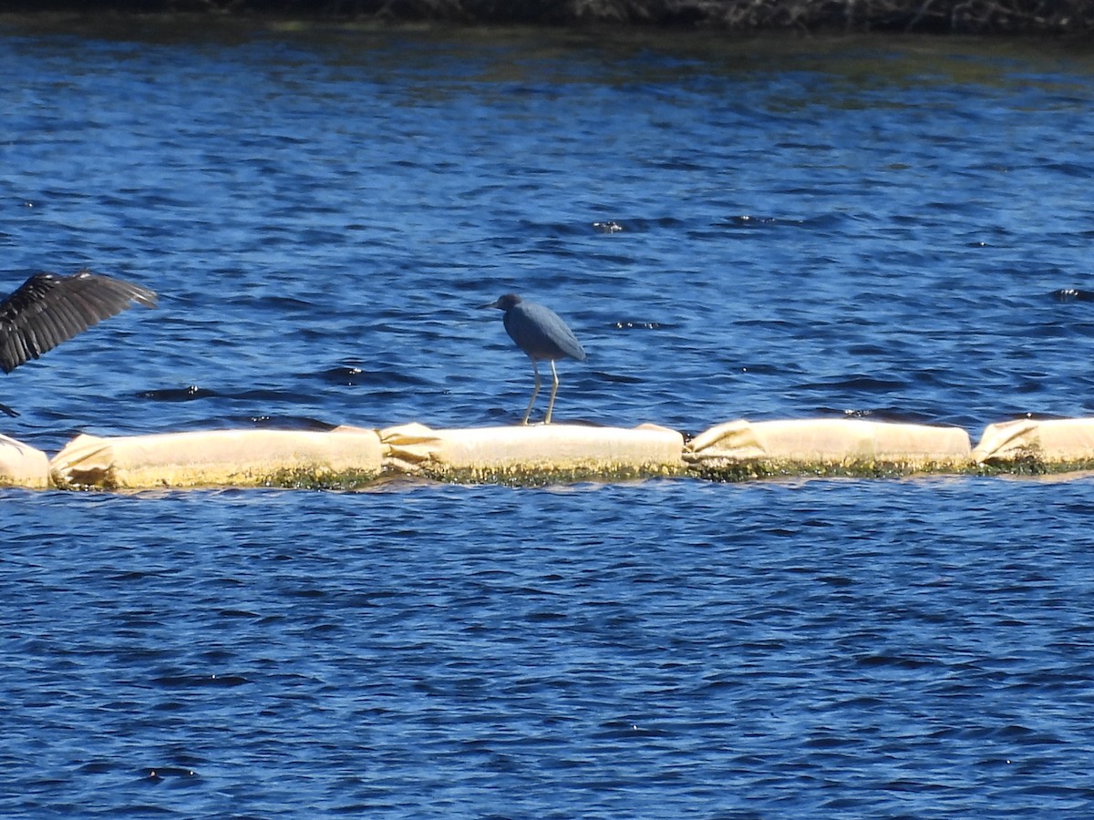 Little Blue Heron - ML496000191