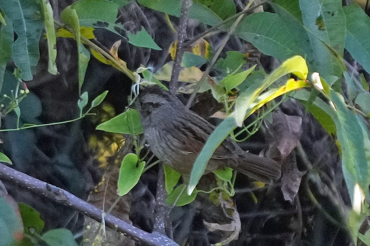 Swamp Sparrow - ML496000781