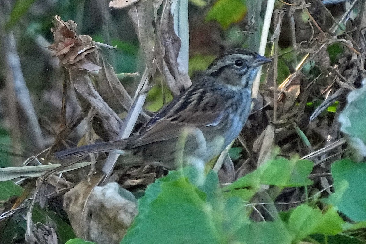 Swamp Sparrow - ML496000801