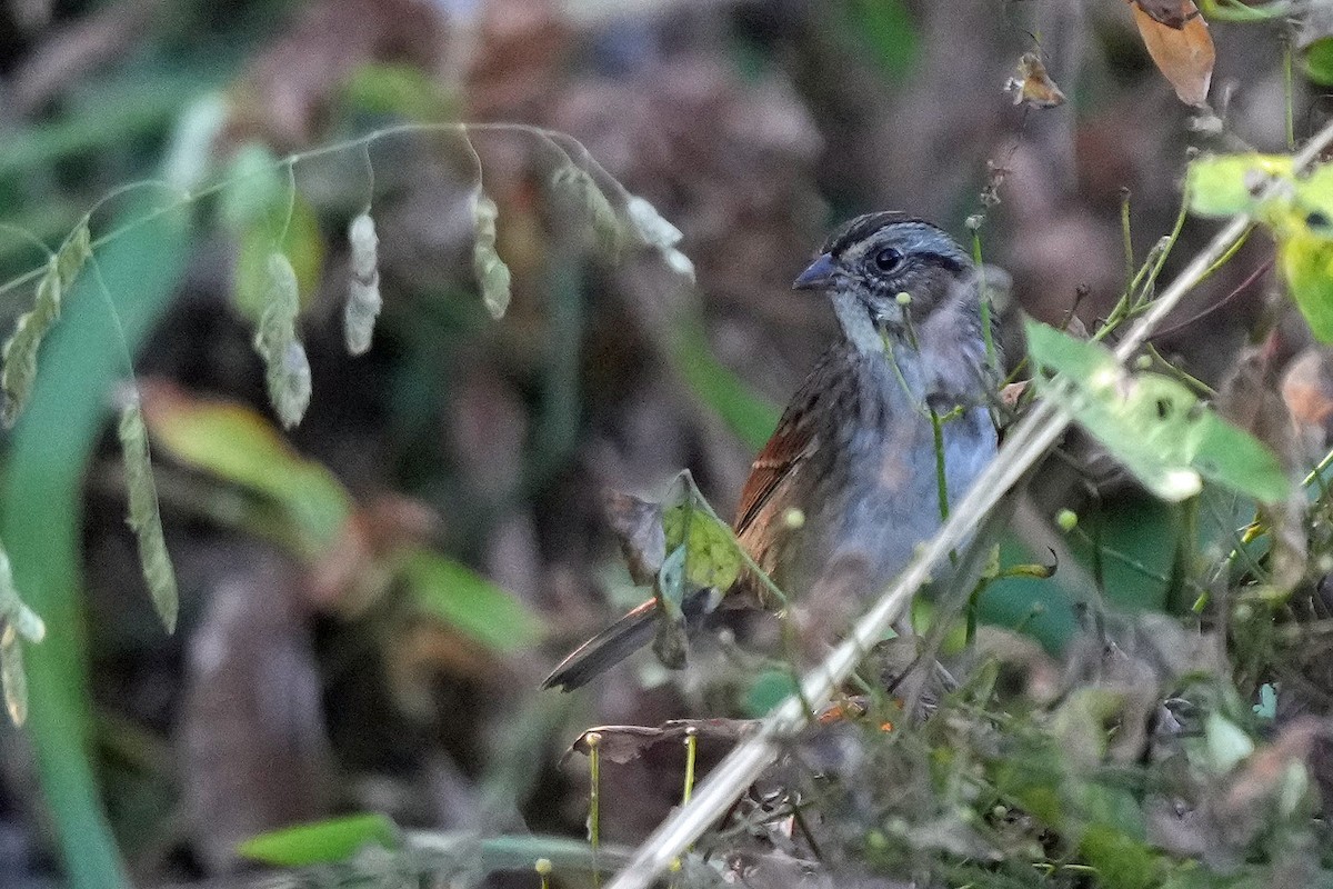 Swamp Sparrow - ML496000821