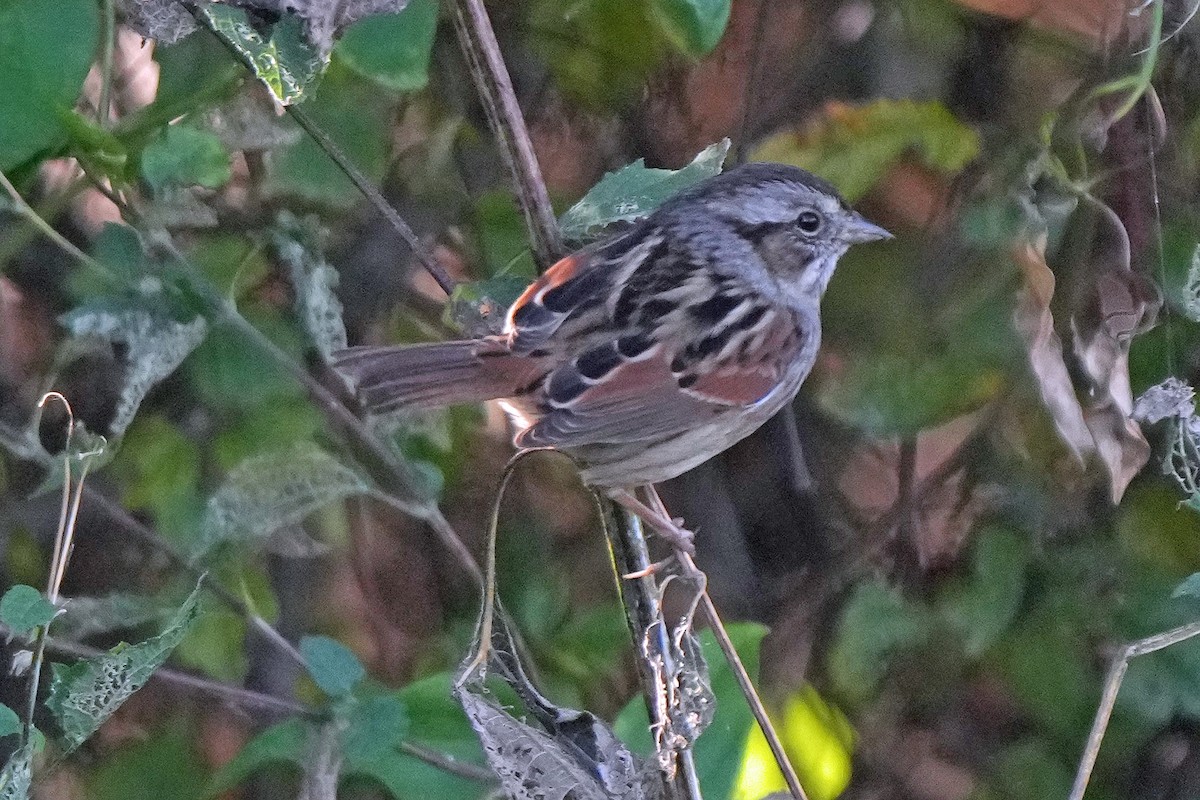 Swamp Sparrow - ML496000841