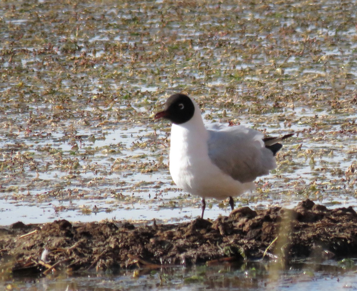 Andean Gull - ML496000881