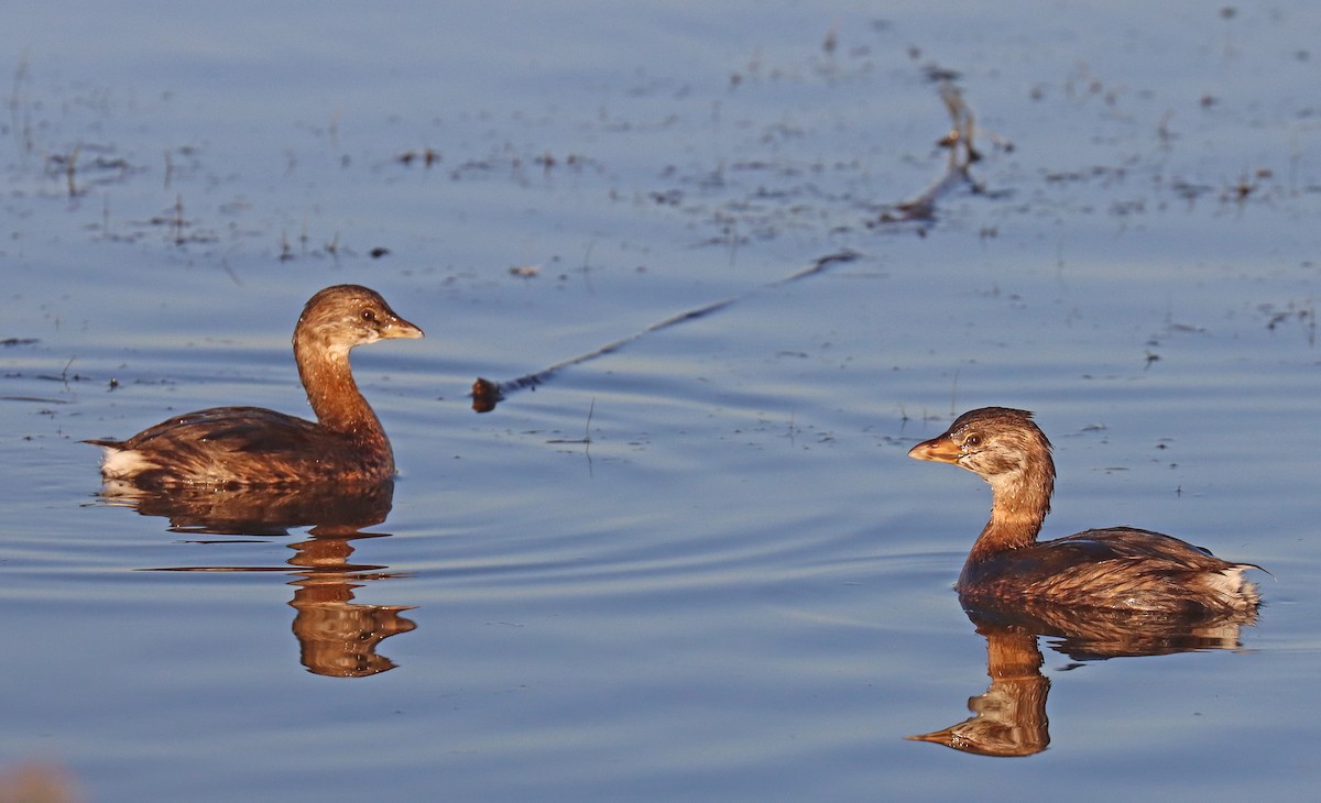 Pied-billed Grebe - ML496000991