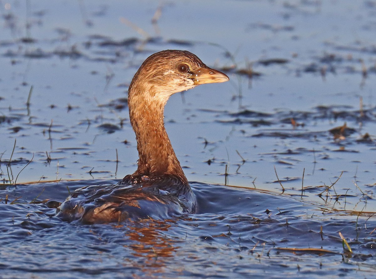 Pied-billed Grebe - ML496001011