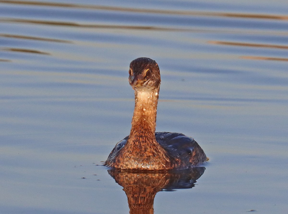 Pied-billed Grebe - Corey Finger