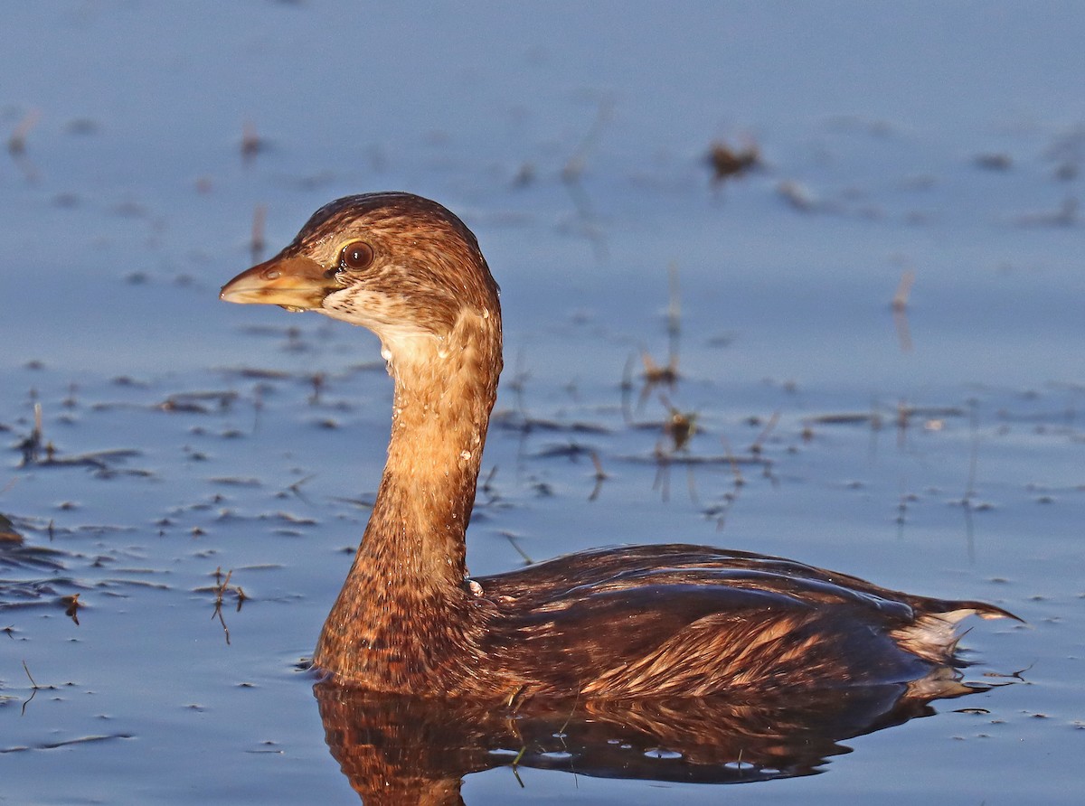 Pied-billed Grebe - ML496001041