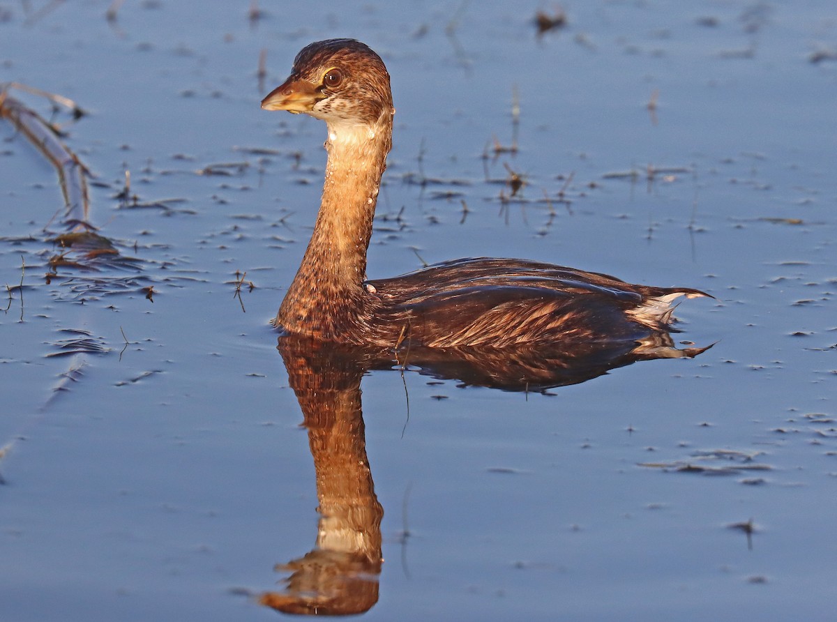 Pied-billed Grebe - ML496001051