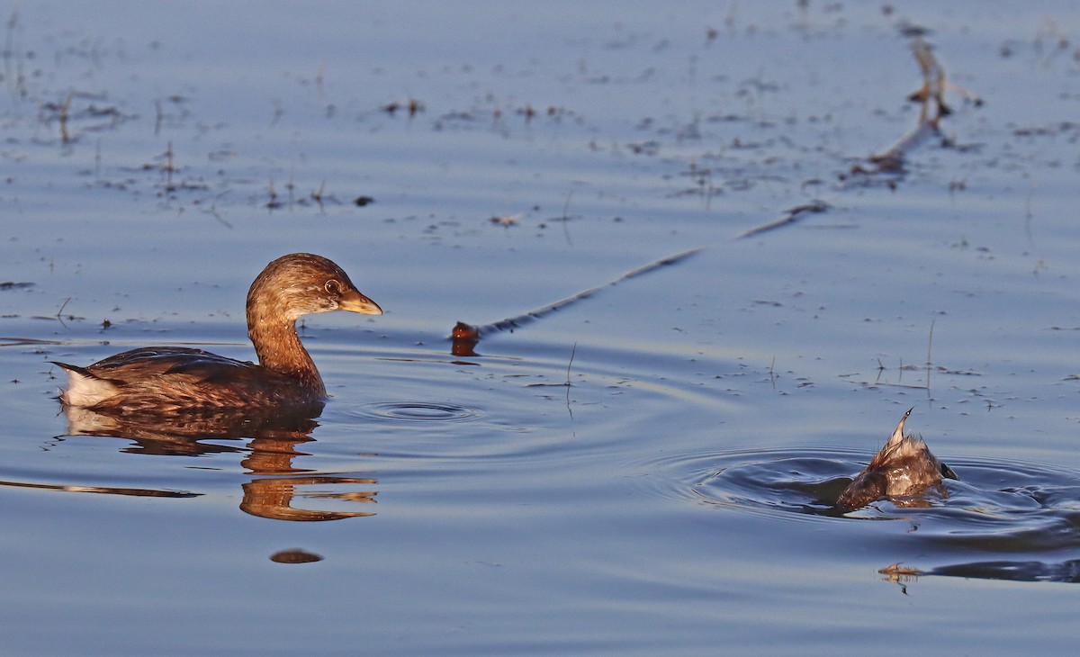 Pied-billed Grebe - Corey Finger