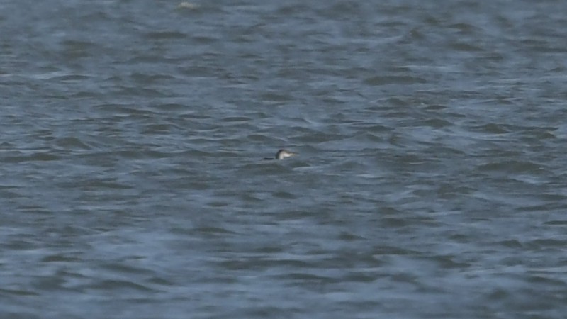 Red-necked Grebe - ML496001501