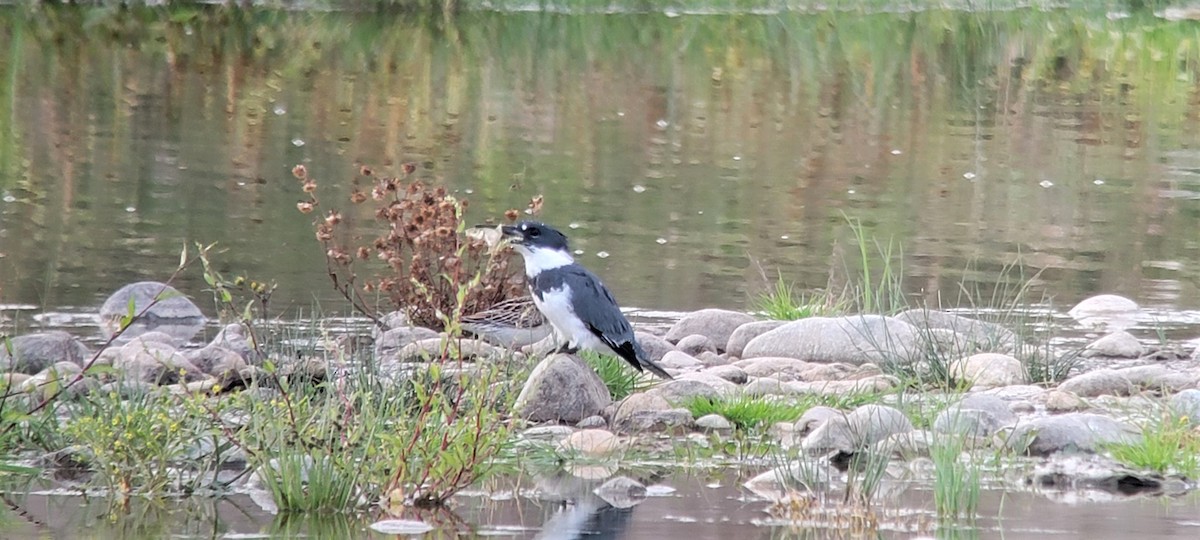 Belted Kingfisher - ML496003021