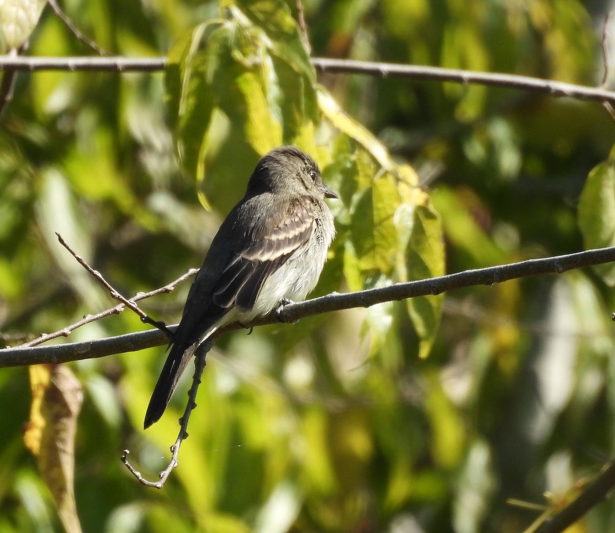 Eastern Wood-Pewee - ML496003061