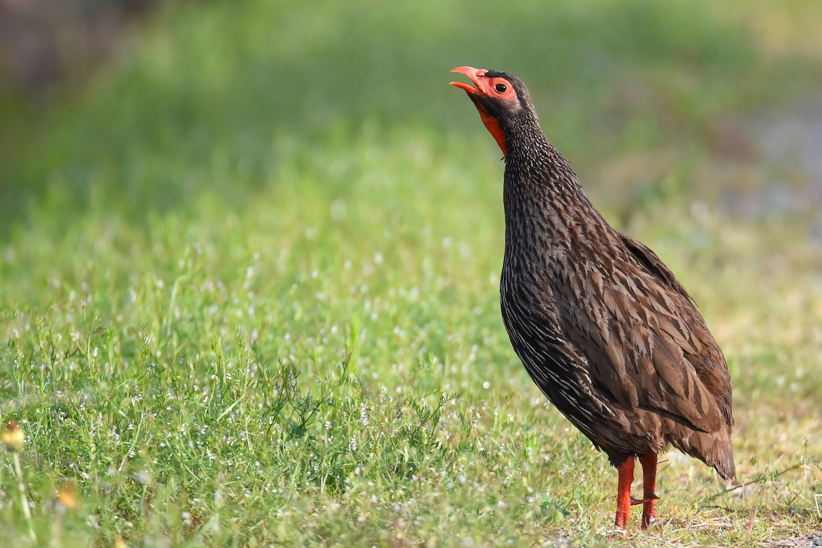 Red-necked Spurfowl - ML496005211